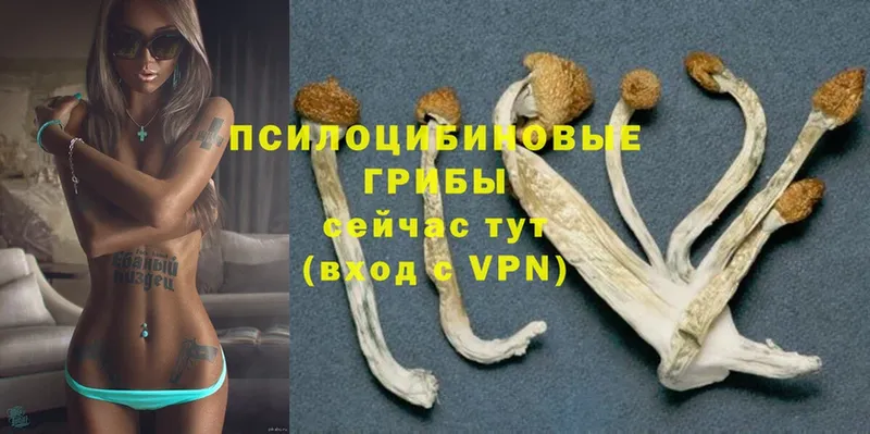 Псилоцибиновые грибы GOLDEN TEACHER  Моздок 